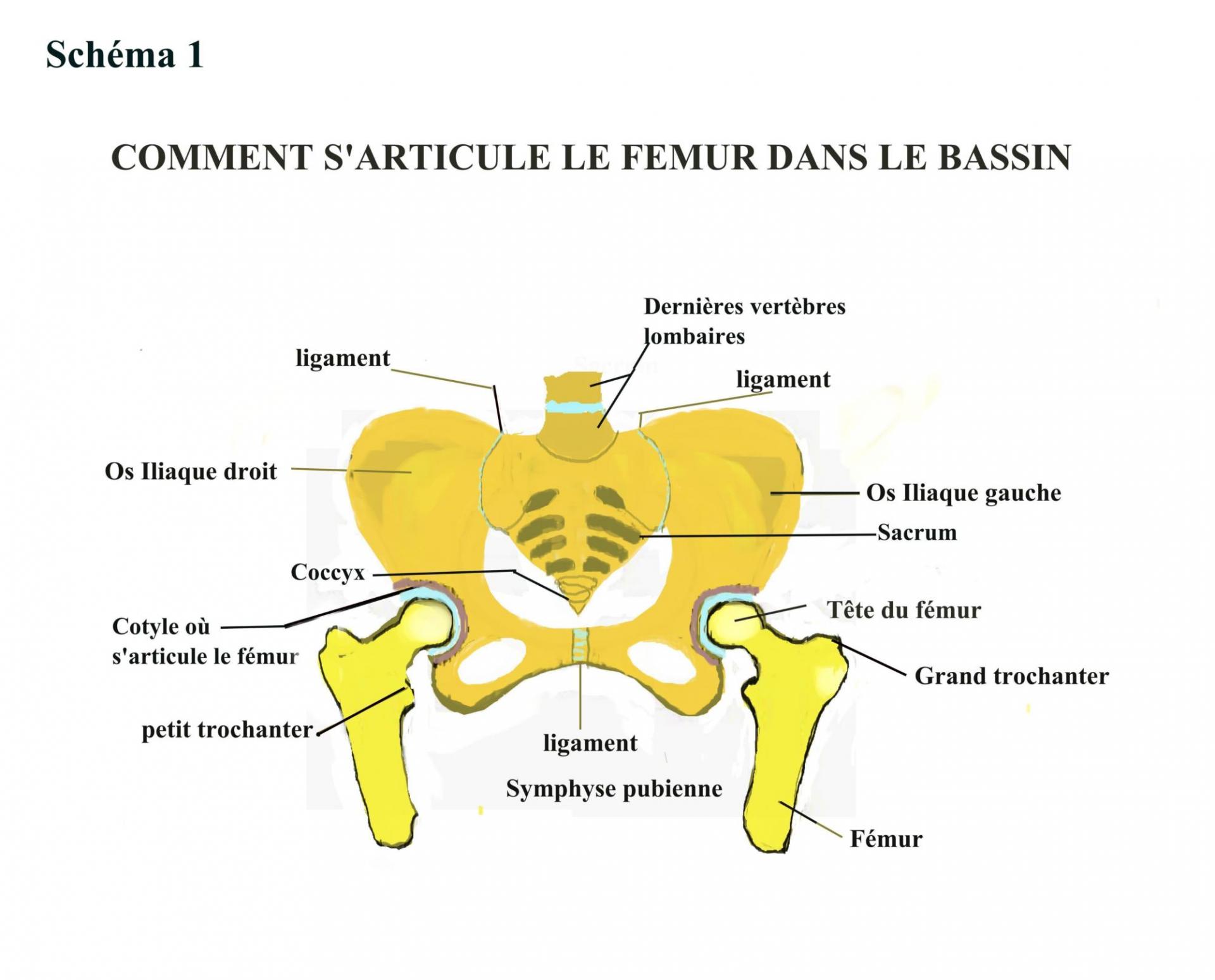 L'articulation De La Hanche